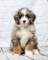 Fido, a male Miniature Bernedoodle for sale in Livingston, WI – 3 of 10