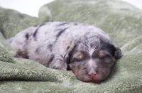 Jupiter , a male Miniature Bernedoodle for sale in Livingston, WI – 3 of 4