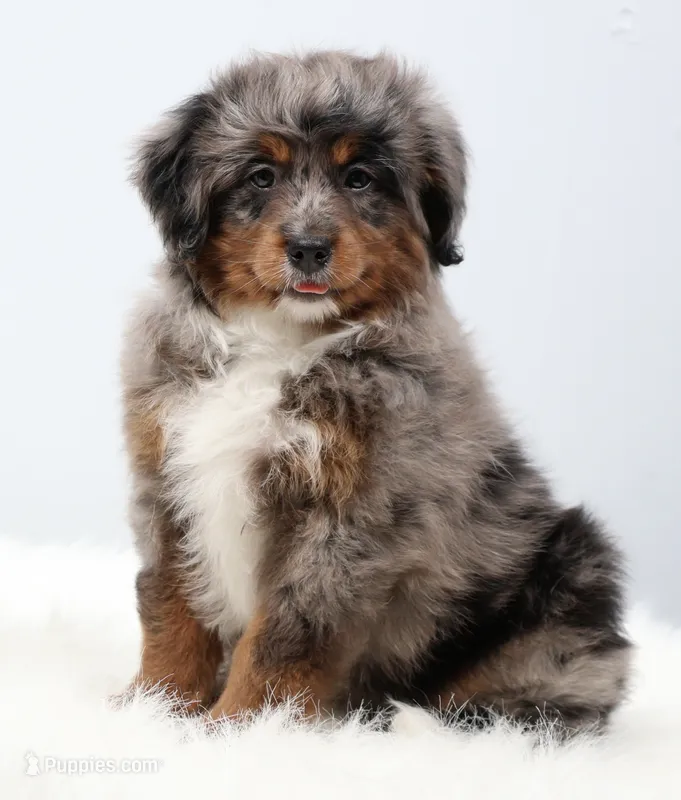 Candy  – Miniature Bernedoodle puppy for sale in Livingston, WI