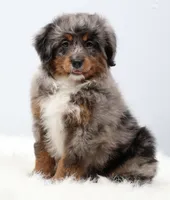 Candy , a female Miniature Bernedoodle for sale in Livingston, WI – 1 of 10