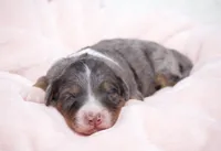 Jaxie, a female Miniature Bernedoodle for sale in Livingston, WI – 3 of 3