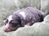 Jasper , a male Miniature Bernedoodle for sale in Livingston, WI – 2 of 3