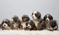 Fern, a female Miniature Bernedoodle for sale in Livingston, WI – 8 of 10
