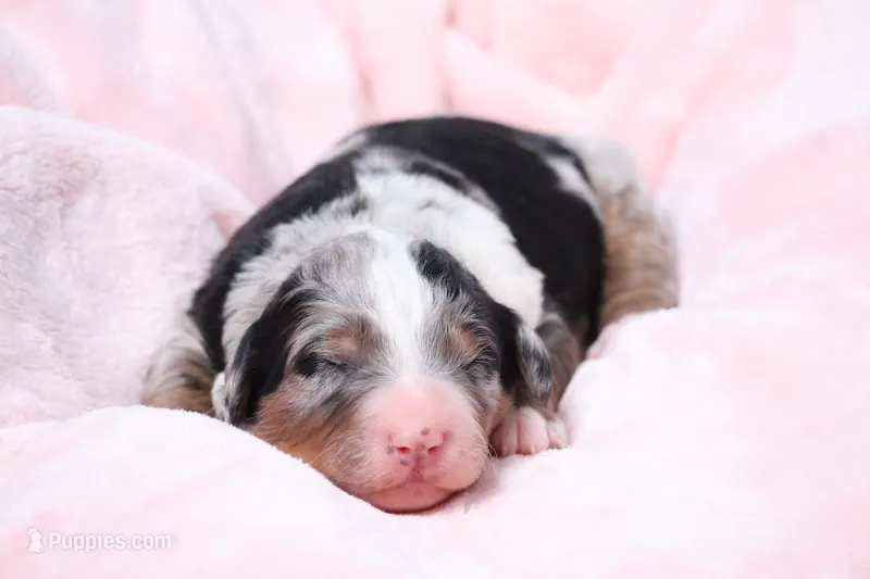 Jasmine  – Miniature Bernedoodle puppy for sale in Livingston, WI