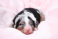 Jasmine , a female Miniature Bernedoodle for sale in Livingston, WI – 1 of 4