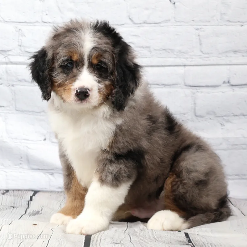Felix  – Miniature Bernedoodle puppy for sale in Livingston, WI