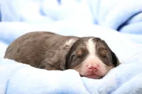 Carter , a male Miniature Bernedoodle for sale in Livingston, WI – Photo 4 of 6