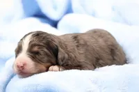 Carter , a male Miniature Bernedoodle for sale in Livingston, WI – Photo 1 of 6