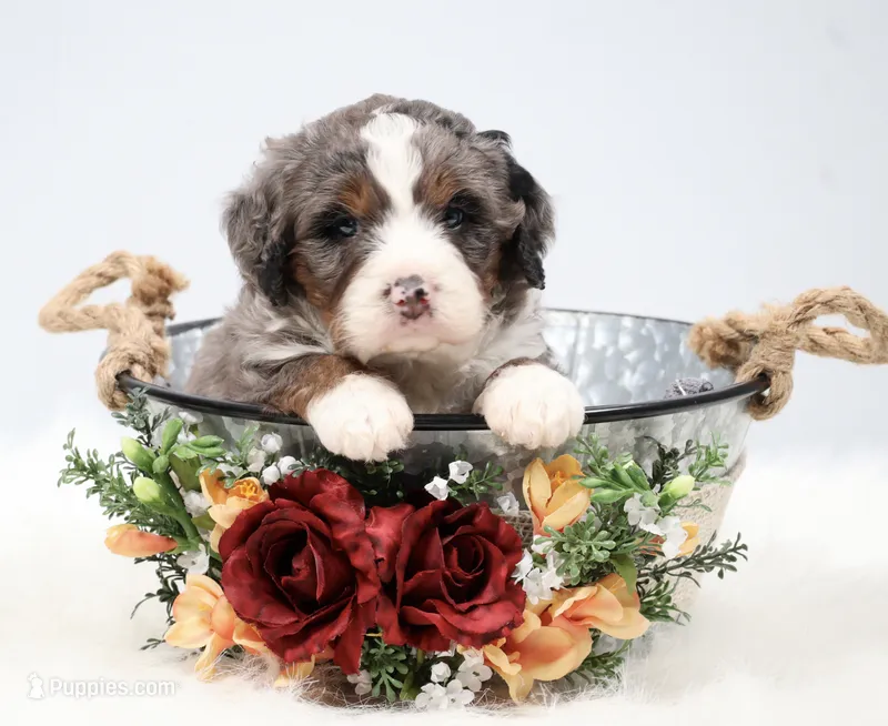 Frisco  – Miniature Bernedoodle puppy for sale in Livingston, WI