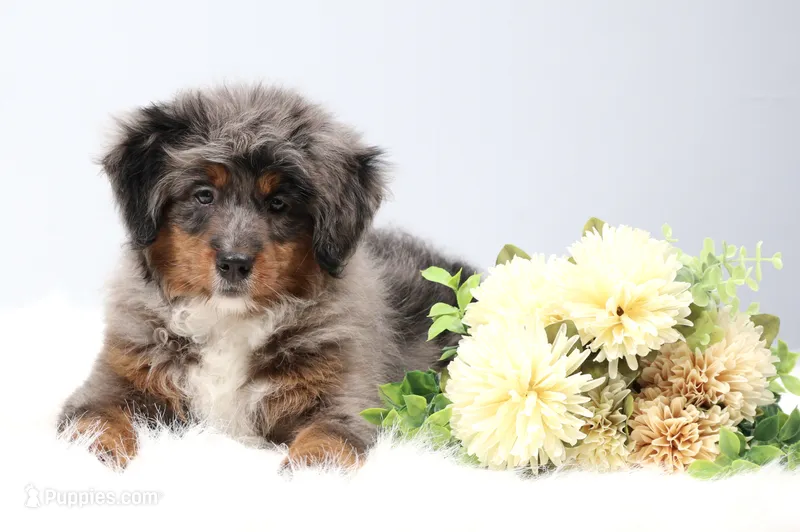Candy  – Miniature Bernedoodle puppy for sale in Livingston, WI