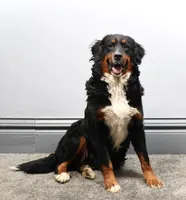 Cherish , a female Miniature Bernedoodle for sale in Livingston, WI – Photo 5 of 6