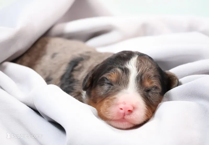 Cherish  – Miniature Bernedoodle puppy for sale in Livingston, WI