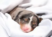 Cherish , a female Miniature Bernedoodle for sale in Livingston, WI – Photo 3 of 6