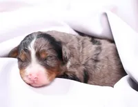 Cherish , a female Miniature Bernedoodle for sale in Livingston, WI – Photo 2 of 6