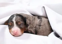 Cherish , a female Miniature Bernedoodle for sale in Livingston, WI – Photo 4 of 6