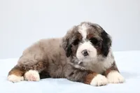 Frisco , a male Miniature Bernedoodle for sale in Livingston, WI – 7 of 10