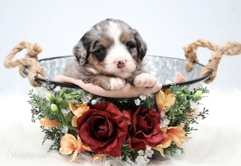 Fern – Miniature Bernedoodle puppy for sale in Livingston, WI