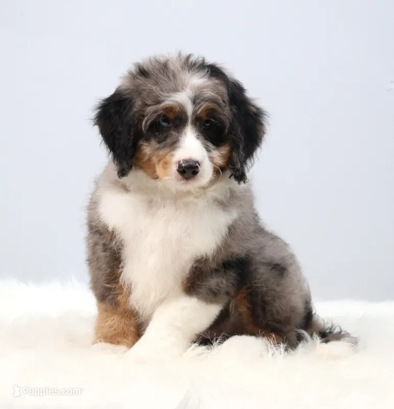 Felix  – Miniature Bernedoodle puppy for sale in Livingston, WI