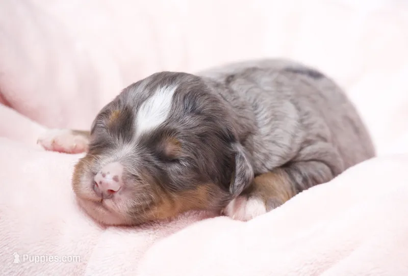 Jenna  – Miniature Bernedoodle puppy for sale in Livingston, WI