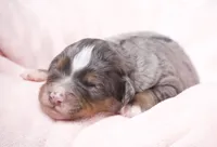 Jenna , a female Miniature Bernedoodle for sale in Livingston, WI – 1 of 3