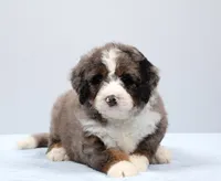 Frisco , a male Miniature Bernedoodle for sale in Livingston, WI – 6 of 10