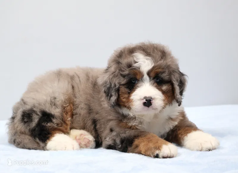 Fido – Miniature Bernedoodle puppy for sale in Livingston, WI