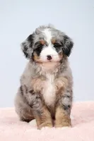 Fern, a female Miniature Bernedoodle for sale in Livingston, WI – 7 of 10