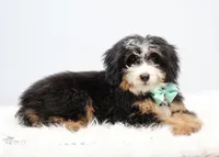 Dylan , a male Miniature Bernedoodle for sale in Livingston, WI – 3 of 6