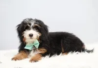 Dylan , a male Miniature Bernedoodle for sale in Livingston, WI – 2 of 6