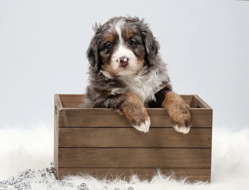 Carter  – Miniature Bernedoodle puppy for sale in Livingston, WI