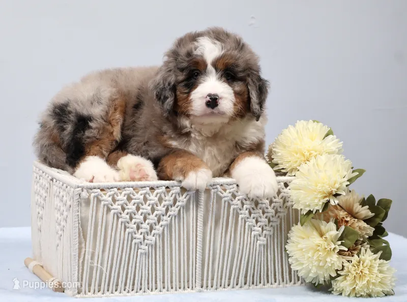 Fido – Miniature Bernedoodle puppy for sale in Livingston, WI