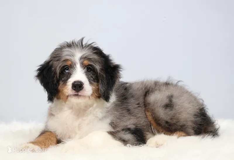 Felix  – Miniature Bernedoodle puppy for sale in Livingston, WI