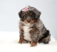 Candy , a female Miniature Bernedoodle for sale in Livingston, WI – 6 of 10