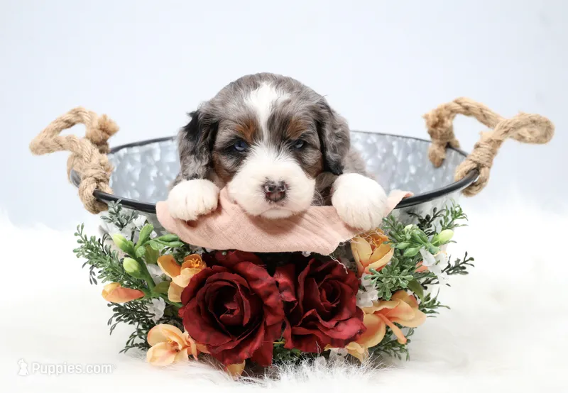 Flora  – Miniature Bernedoodle puppy for sale in Livingston, WI