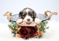 Flora , a female Miniature Bernedoodle for sale in Livingston, WI – 5 of 10