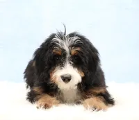 Dakota, a male Miniature Bernedoodle for sale in Livingston, WI – Photo 3 of 10