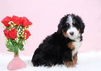 processed/4711aae3-09ea-47e0-836b-28b574937e82/listing/fd0ec999-c2d9-4160-b778-416098c69ad9/3f1c9288-6317-414e-9a35-051f734a5f6f