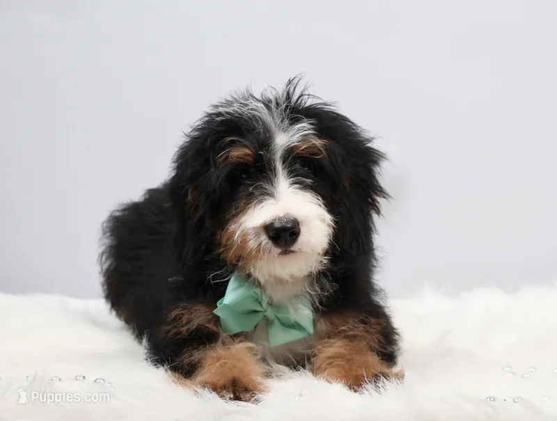 Dakota – Miniature Bernedoodle puppy for sale in Livingston, WI