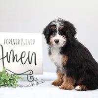 Dakota, a male Miniature Bernedoodle for sale in Livingston, WI – Photo 5 of 10