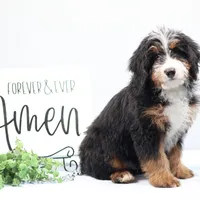 Dakota, a male Miniature Bernedoodle for sale in Livingston, WI – Photo 4 of 10