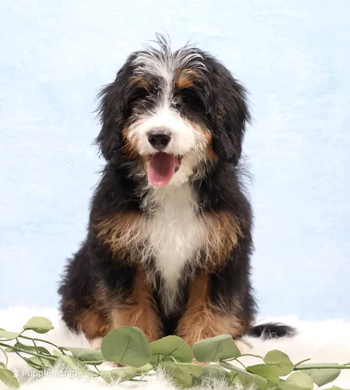 Dakota – Miniature Bernedoodle puppy for sale in Livingston, WI