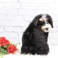 Dakota, a male Miniature Bernedoodle for sale in Livingston, WI – Photo 9 of 10