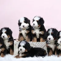 Dakota, a male Miniature Bernedoodle for sale in Livingston, WI – Photo 10 of 10