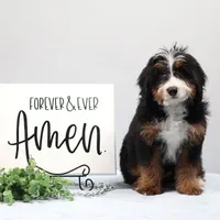 Dakota, a male Miniature Bernedoodle for sale in Livingston, WI – Photo 6 of 10