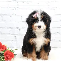 Dakota, a male Miniature Bernedoodle for sale in Livingston, WI – Photo 7 of 10