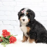 Dakota, a male Miniature Bernedoodle for sale in Livingston, WI – Photo 8 of 10