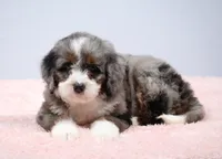 Flora , a female Miniature Bernedoodle for sale in Livingston, WI – 4 of 10