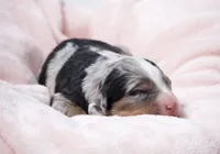 Jasmine , a female Miniature Bernedoodle for sale in Livingston, WI – 3 of 4