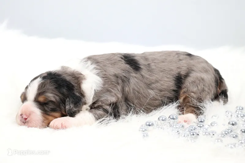 Felix , a male Miniature Bernedoodle for sale in Livingston, WI – 1 of 6