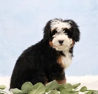 Denver, a male Miniature Bernedoodle for sale in Livingston, WI – Photo 2 of 10